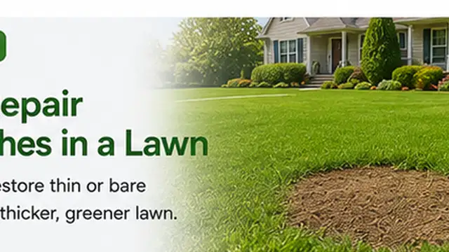 How to Repair Bare Patches in a Lawn