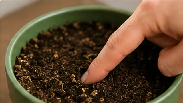 Person checking that the top layer of houseplant soil has dried before watering again.